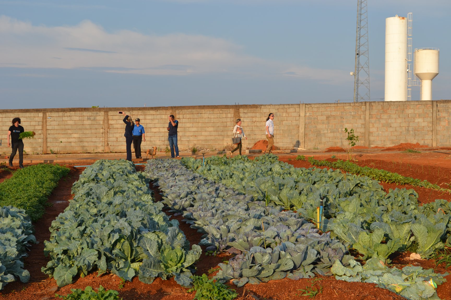 Ação de Extensão do Câmpus Anápolis: Horta Orgânica de Base Comunitária