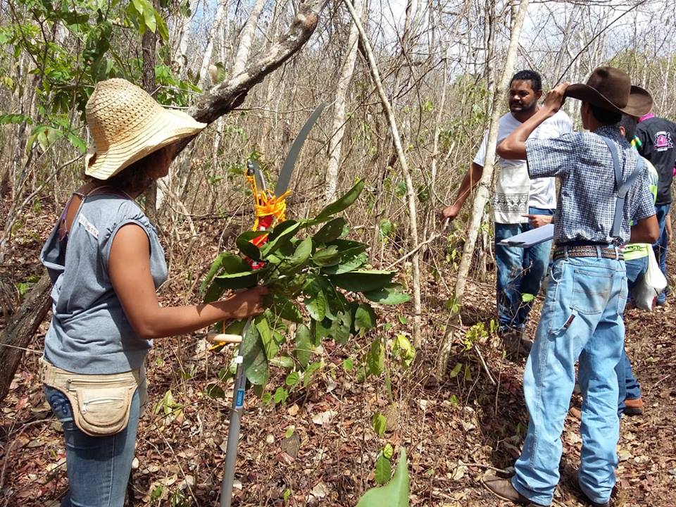 Projeto desenvolvido no Câmpus Cidade de Goiás ajuda a identificar espécies do Cerrado Projeto desenvolvido no Câmpus Cidade de Goiás ajuda a identificar espécies do Cerrado