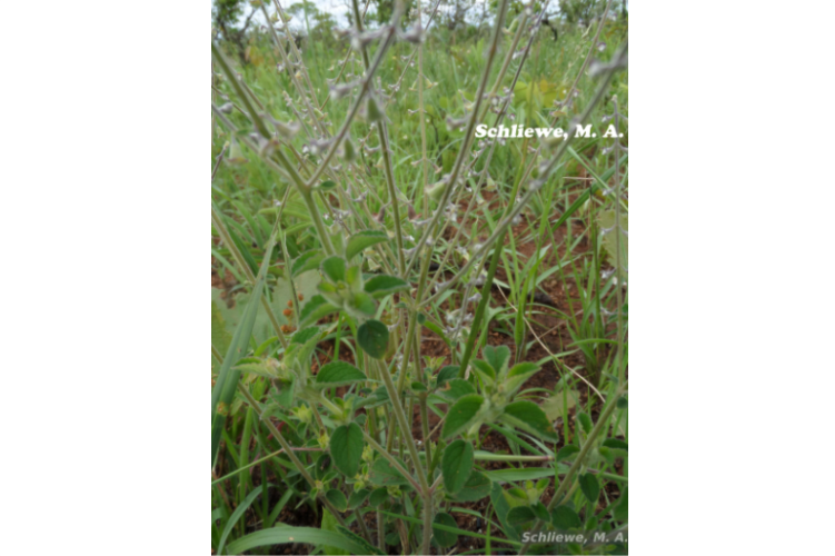 Planta Espécie Eriope complicata, que pode ser encontrada em Formosa, já está descrita no site do projeto Flora do Brasil 2020